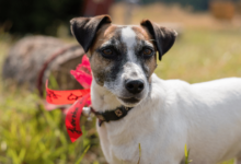 5 Myths About Jack Russells You Should Stop Believing