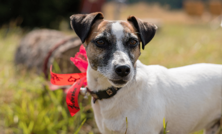 5 Myths About Jack Russells You Should Stop Believing