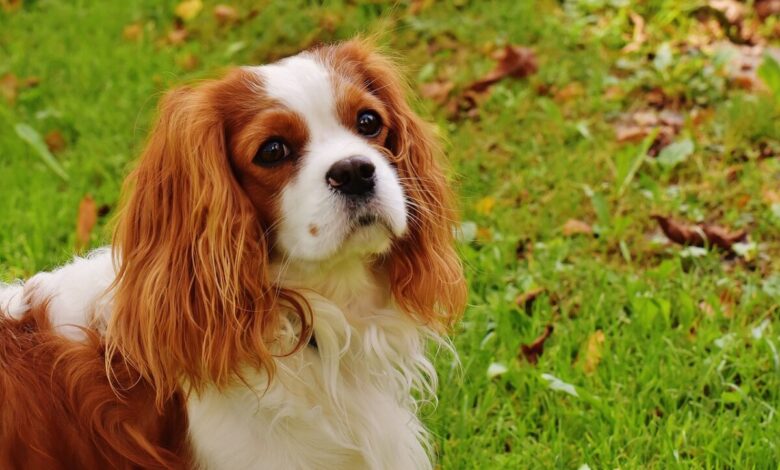 5 Cavaliers Myths You Should Stop Believing