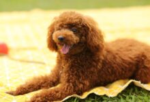 5 Poodle Myths You Should Stop Believing