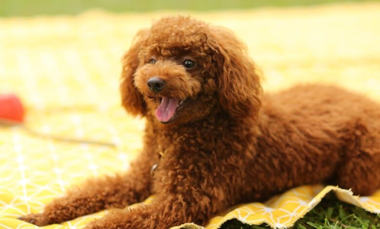 5 Poodle Myths You Should Stop Believing