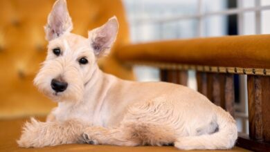 6 Most Popular Terrier Breeds