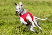 Top 10 fastest dog breeds