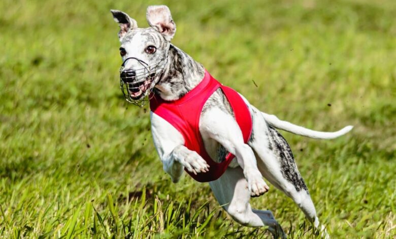 Top 10 fastest dog breeds