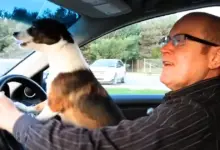 The little dog couldn't contain his excitement and became 'crazy' when his dad went to the dog park