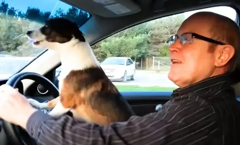 The little dog couldn't contain his excitement and became 'crazy' when his dad went to the dog park