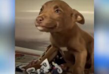 The dog refused to stop smiling after being taken to the animal shelter