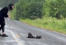 Woman Stops for 'Furry Balls' on the Road and Takes Them to Safety