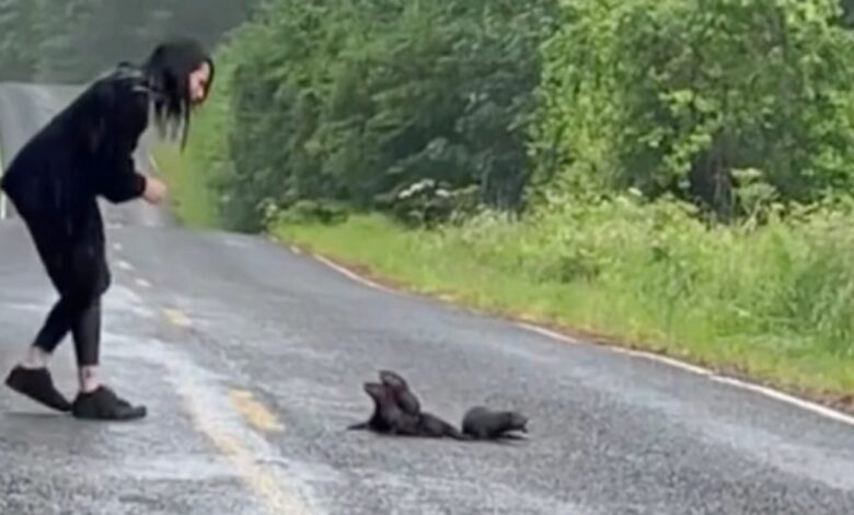 Woman Stops for 'Furry Balls' on the Road and Takes Them to Safety