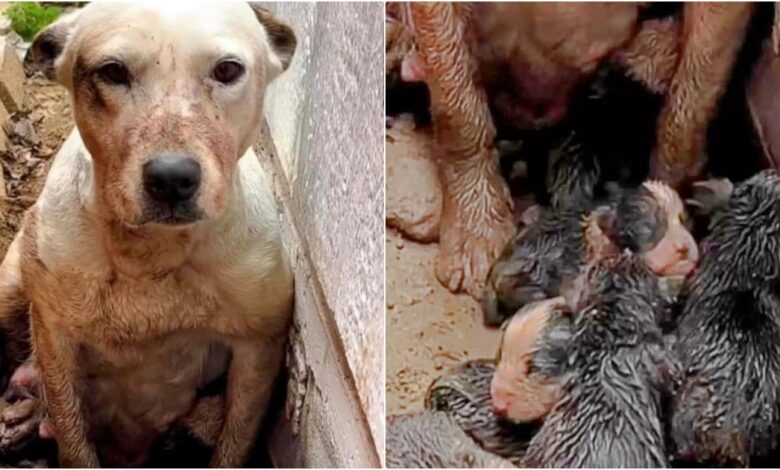 When they come across a dog in a mud pit, it becomes clear that he is not alone.