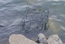 The sound of barking dogs 'unnerves' the river as it smashes the floating cage