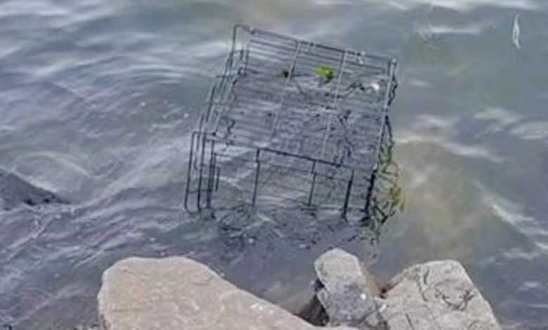 The sound of barking dogs 'unnerves' the river as it smashes the floating cage