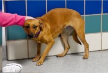 The dog tucked its tail between its legs and backed into the kennel.