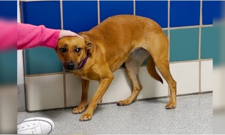 The dog tucked its tail between its legs and backed into the kennel.