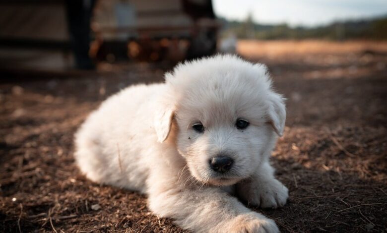 5 Great Pyrenees Myths You Should Stop Believing