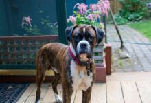 12 Dog Breeds That Are Better Than Home Security Systems