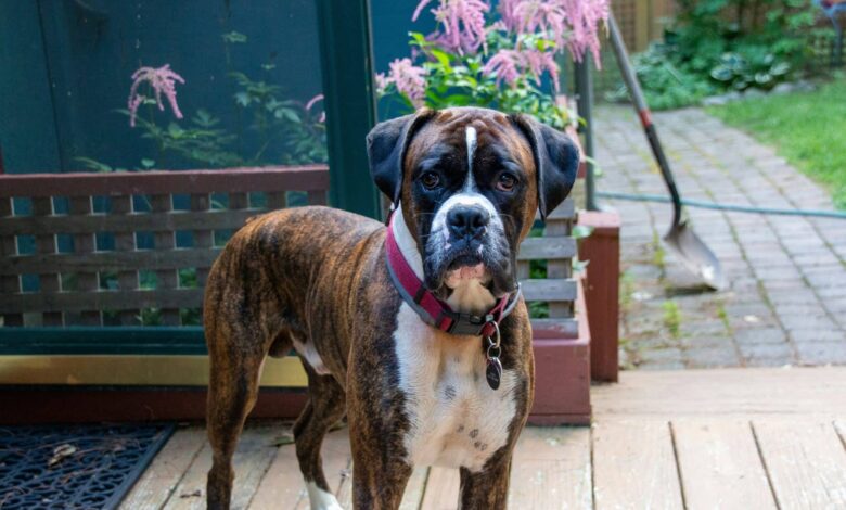 12 Dog Breeds That Are Better Than Home Security Systems