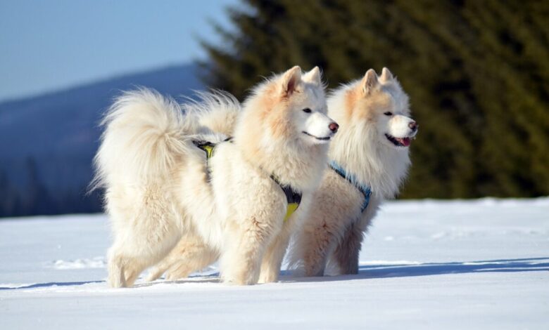 10 dog breeds that prefer winter to summer