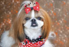 12 Dog Breeds That Are Truly Divas