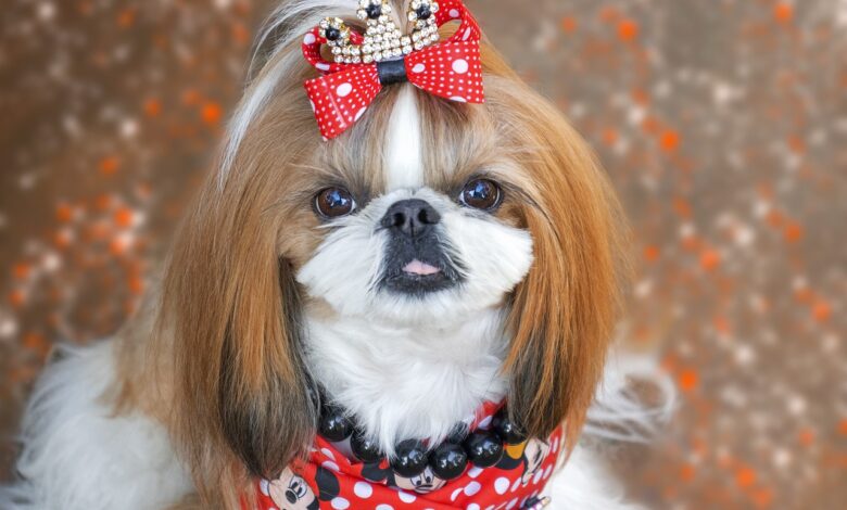 12 Dog Breeds That Are Truly Divas