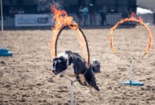 9 Dog Breeds That Are Secret Adrenaline Junkies