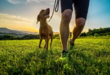 9 Signs Your Dog Is Trying to Turn You Into a Morning Jogger