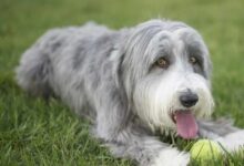 12 Dog Breeds That Are Too Smart For Their Own Good