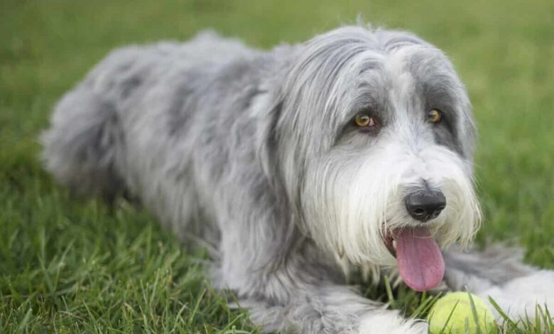 12 Dog Breeds That Are Too Smart For Their Own Good