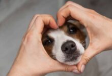 9 Ways to Tell Your Dog You Love Them in Their Language