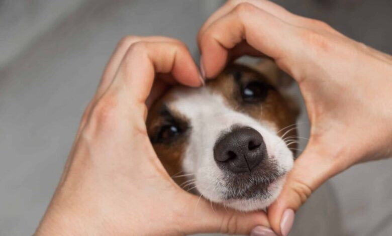 9 Ways to Tell Your Dog You Love Them in Their Language