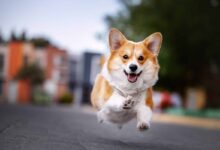 11 Dog Breeds Who Think Every Day is The Best Day Ever