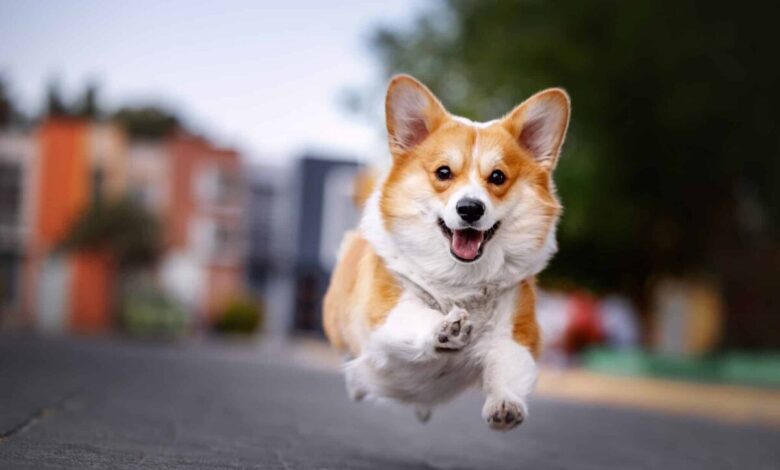 11 Dog Breeds Who Think Every Day is The Best Day Ever