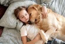 7 Dog Breeds That Are Perfect Cozy Nighttime Companions