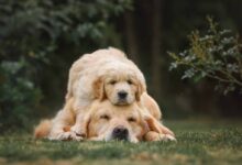 21 Most Affectionate Dog Breeds For Emotional Support