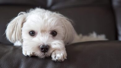 8 Dog Breeds That Make the Best Sofa Companions