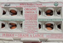 Recalled eggs linked to salmonella outbreak in multiple states: NPR