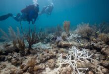 Florida's Coral Reefs Still Weak, But Getting Better: NPR