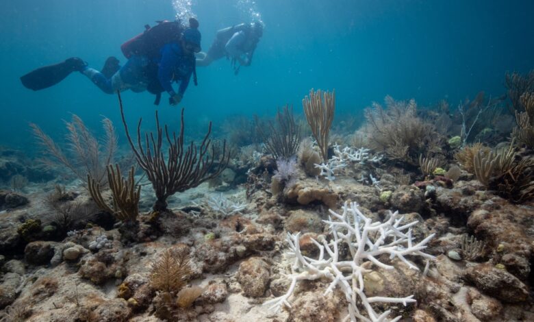 Florida's Coral Reefs Still Weak, But Getting Better: NPR